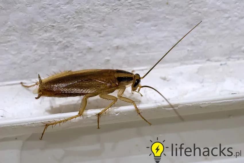 Prusaki w bloku: Jak je wytępić i zapobiec powrotom?