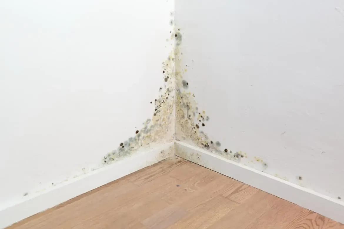 Grzyb w mieszkaniu? Jak skutecznie zgłosić problem spółdzielni!